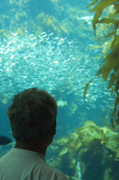 Kelp Forest