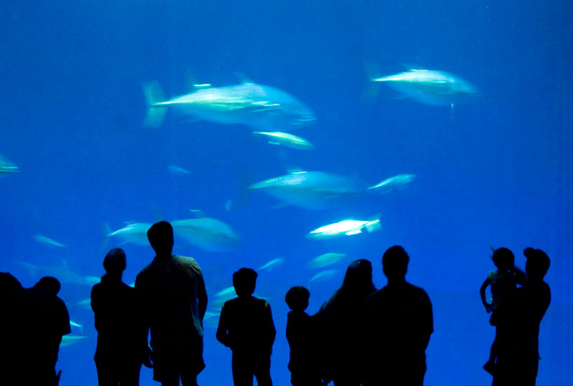Monterey Bay Aquarium