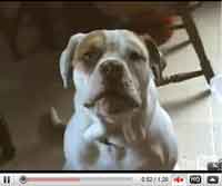Talking Dogs