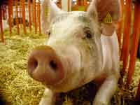 Pig