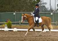 Simply Roy, 2008 Pebble Beach Dressage Show