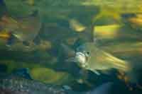 Rainbow Trout