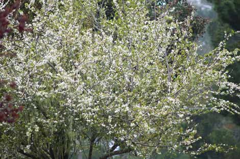 Blossoming Tree