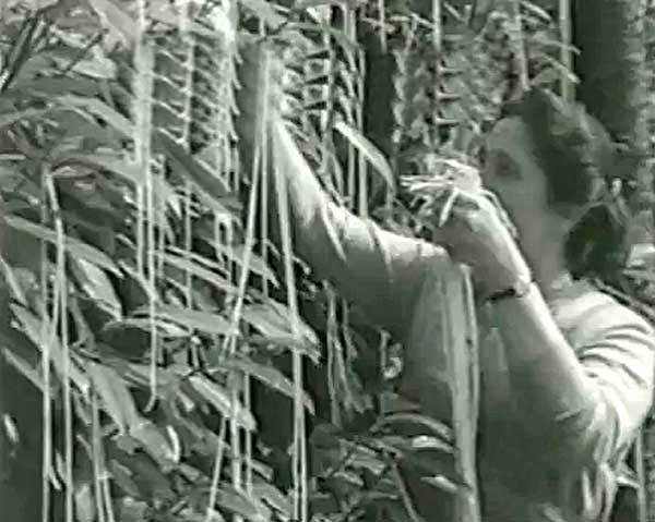 Spaghetti Harvest - April 1, 1957