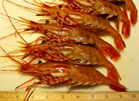 Spot Prawns