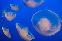 Moon Jellies