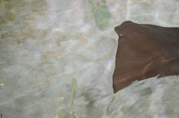 Cownose Ray