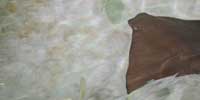 Cownose Ray
