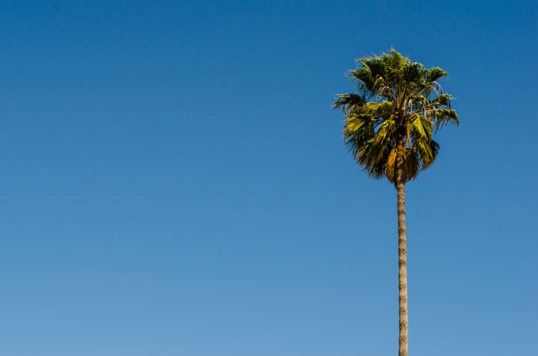 Palm Tree, 1420 Lakeshore Avenue
