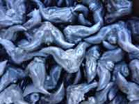 Water Caltrop