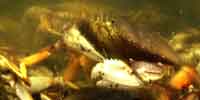 Dungeness Crab Report November 2012
