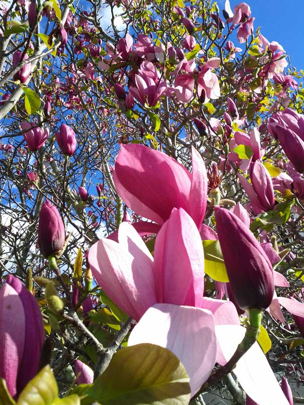 Magnolia Tree, Blossoming