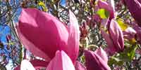 Magnolia Tree, Blossoming