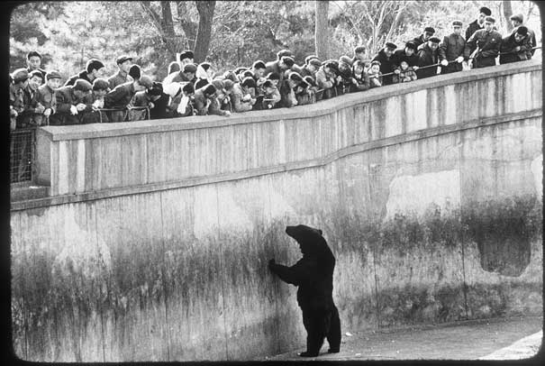 Russian Bear, Beijing Zoo, 1975