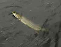 Pike