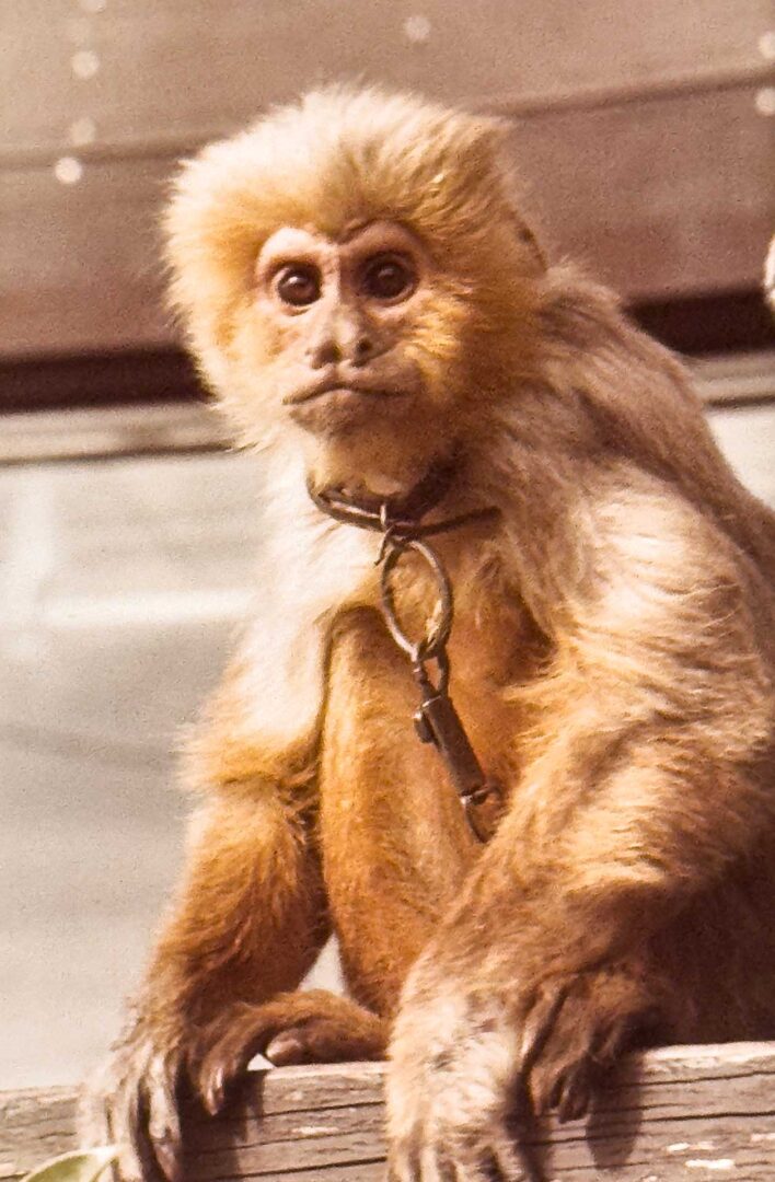 Charley the Monkey