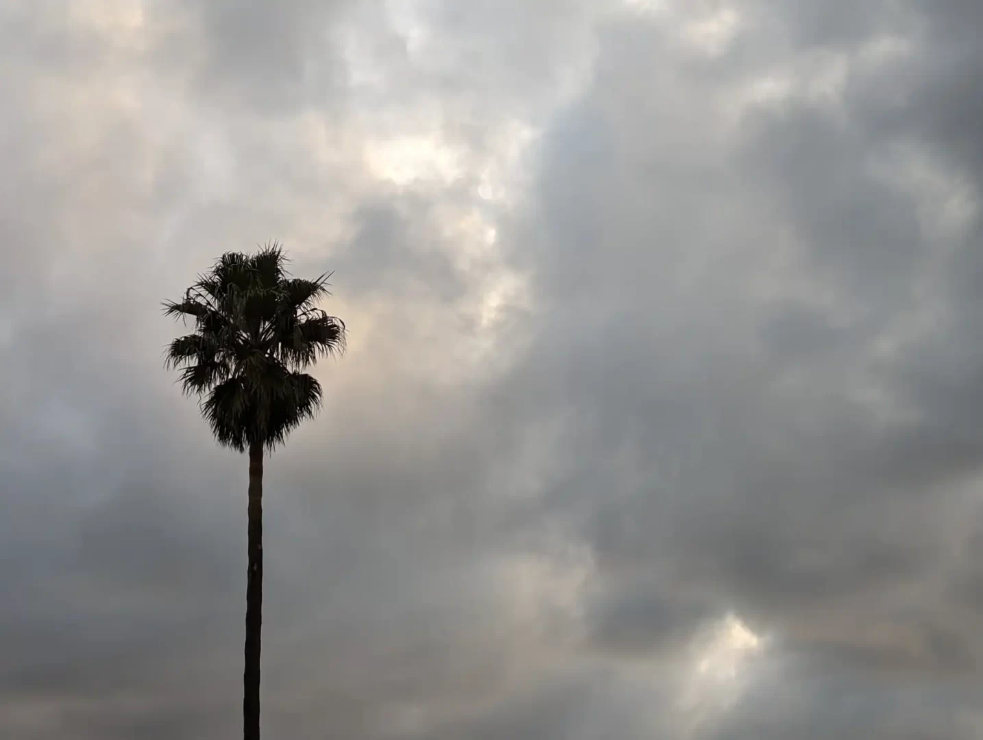Palm Tree, Larkspur, California