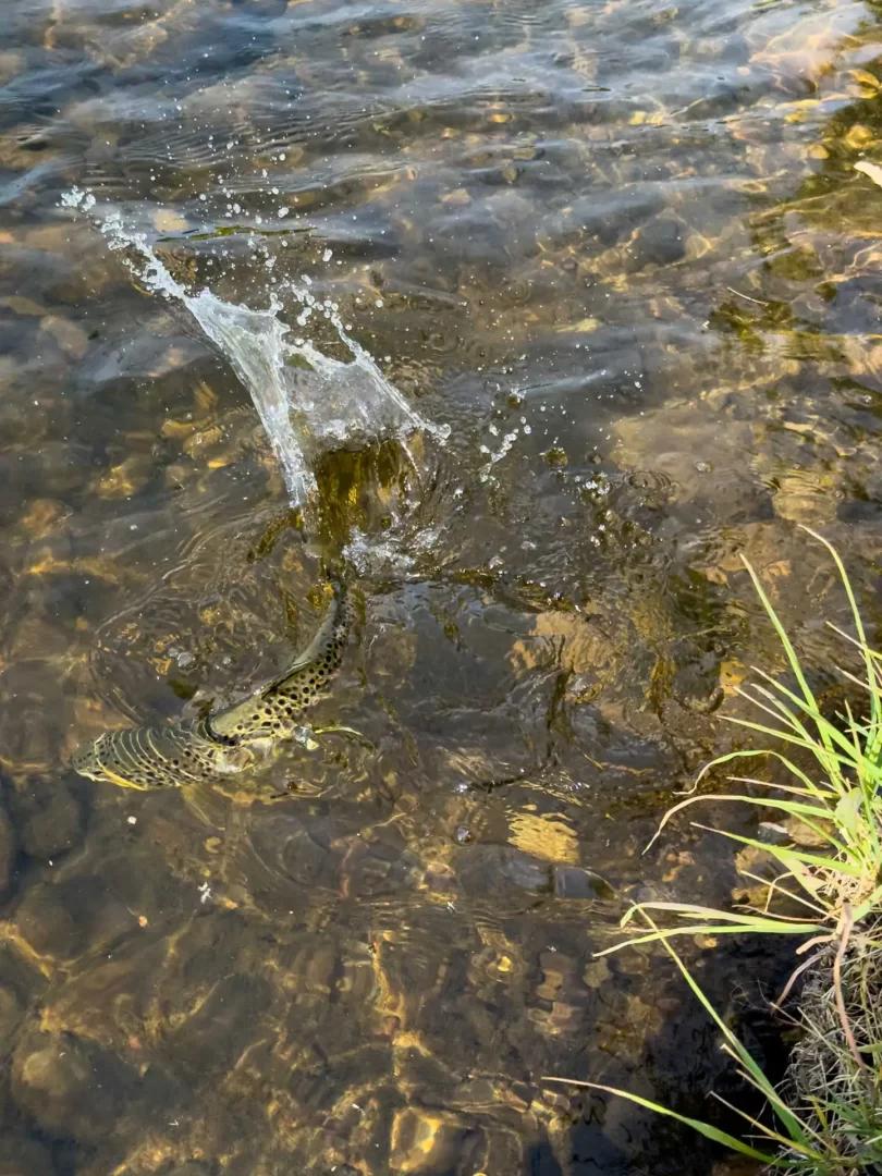 Brown Trout, Provo River