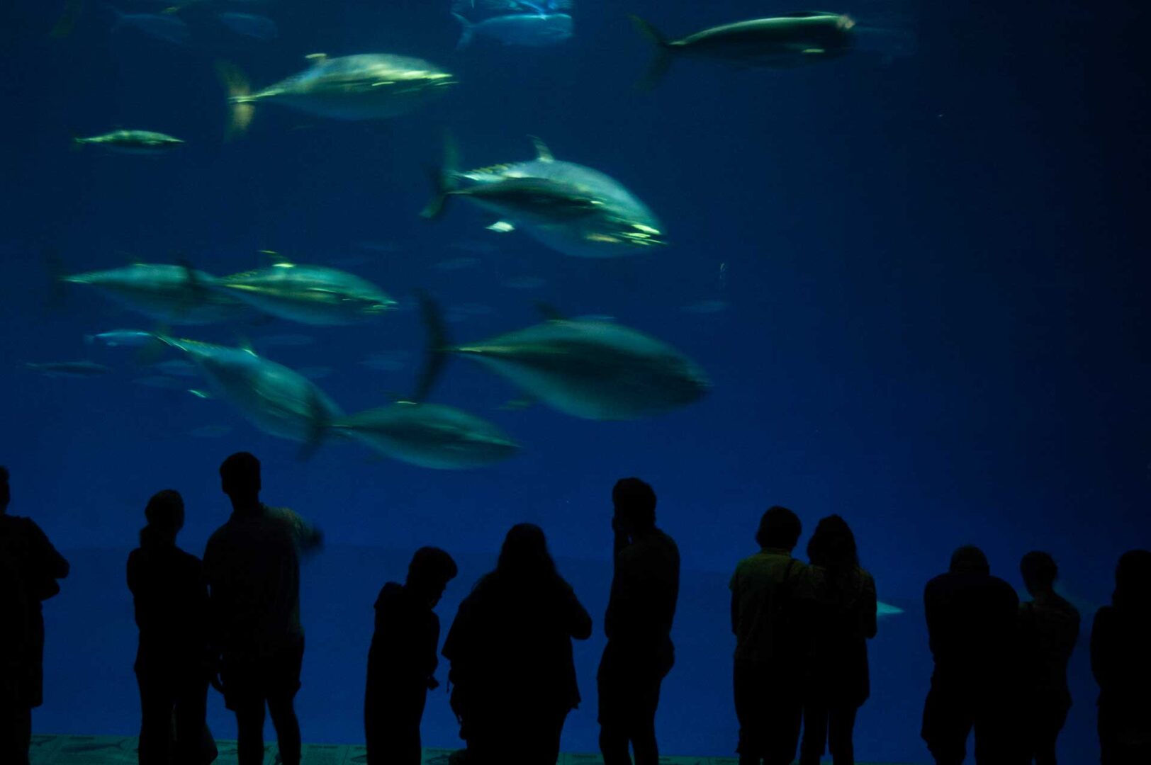 Yellowfin Tuna, Monterey Bay Aquarium