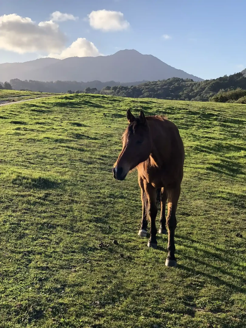 Horse on Horse Hill Preserve, with Mt Tamalpais in the background